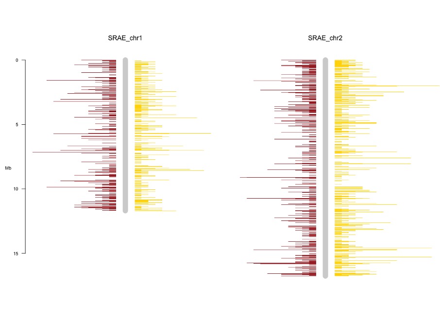 A plot of locations of small RNA on two chromosomes labelled SRAE_chr1 and SRAE_chr2
