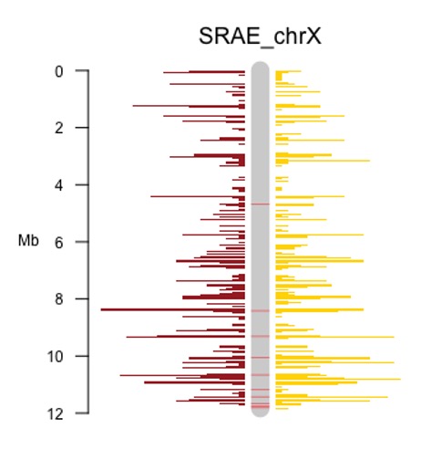 A plot of locations of small RNA on one chromosomes labelled SRAE_chrX